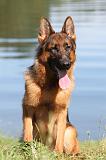 BERGER ALLEMAND 736